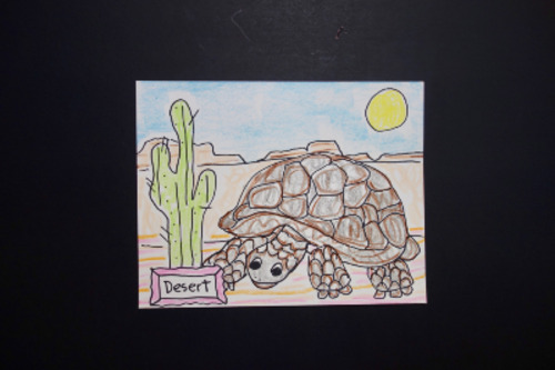 Preview of Let's Draw a Tortoise in a Desert Biome!