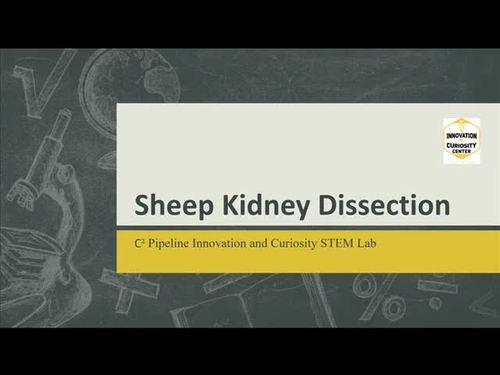 Preview of Sheep Kidney Dissection Lab
