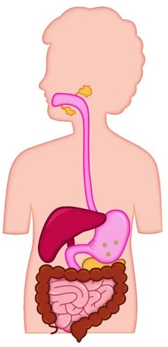 digestive system diagram clipart people