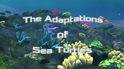 Preview of The Adaptations of Sea Turtles - High quality HD Animated Video - eLearning