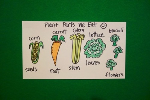Preview of Let's Draw Parts of Plants we Eat!