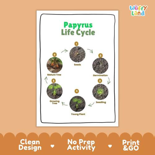 Papyrus Life Cycle Plant Growth Activity | Botany Science Cut and Paste