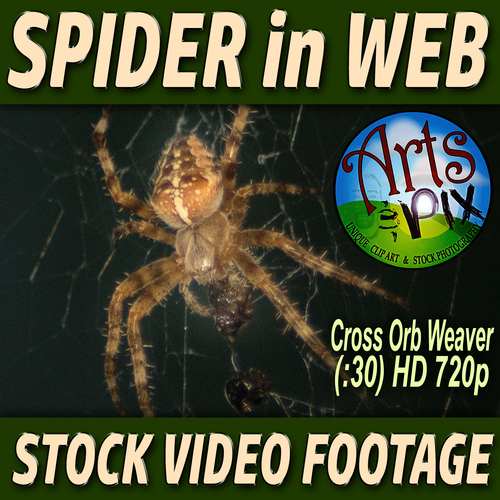 Preview of Stock VIDEO footage "SPIDER in Web eating" - Cross Orb Spider - NATURE VIDEO