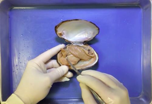 Preview of Freshwater Mussel Video Dissection Tutorial + Lab Procedure PDF