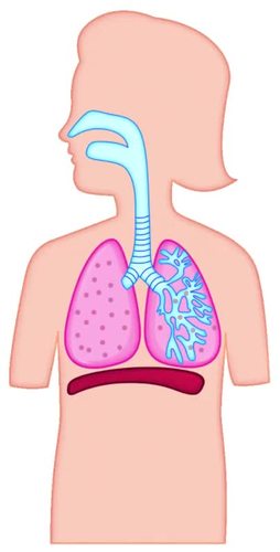 respiratory system clip art