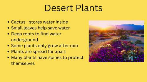 Desert Biome (Complete Lesson) by Click Print Primary | TPT