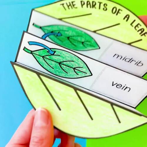 Parts of a leaf cut and paste folding worksheet craft activity | TPT