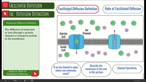 Facilitated Diffusion Interactive Diagram By Science With Mrs Lau