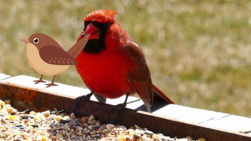Preview of Sing with the Birds – A Fun Nature Song for Kids!