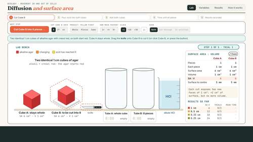 Surface Area and Diffusion - Interactive Lab by LloydHelpMe | TPT