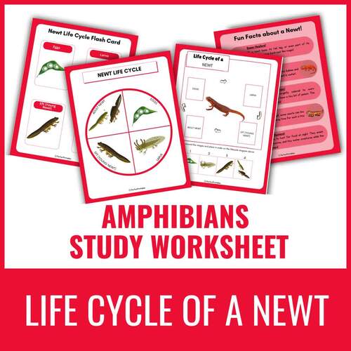 Life Cycle of a Newt Worksheet | Amphibian Unit Study With Fun Facts