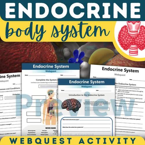 Endocrine System Webquest Human Body Systems Activity Hormones Glands ...