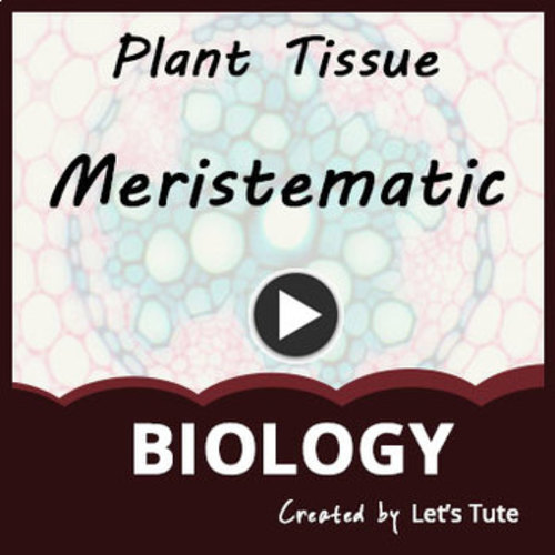 Preview of MERISTEMATIC TISSUES IN PLANTS  ANATOMY  BIOLOGY