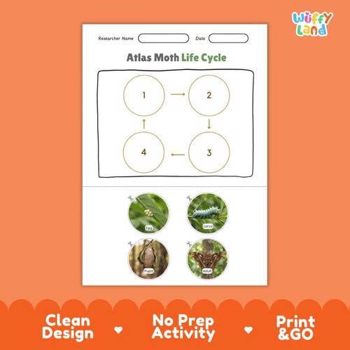 Atlas Moth Life Cycle Poster and Cut and Paste Activity - Insect Worksheets