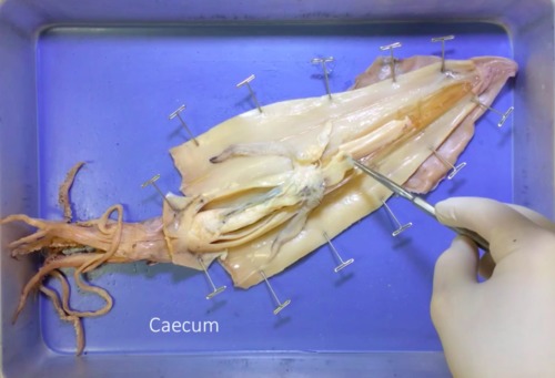 Preview of Squid Dissection Video Tutorial + Lab Procedure PDF