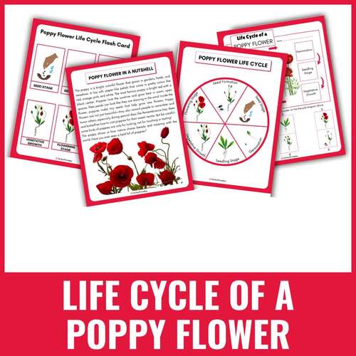 Poppy Flower Life Cycle Worksheet | Flowering Plant Unit Study With Fun ...