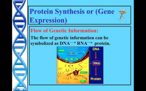 Preview of Biology Lecture Video/RNA/Protein Synthesis/Flipped Classroom/Edpuzzle Ready