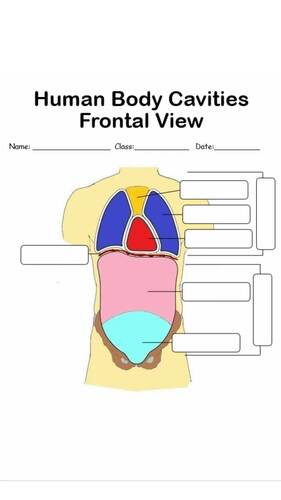 Human Body Cavities Labeling Worksheets by Dental Education Hub