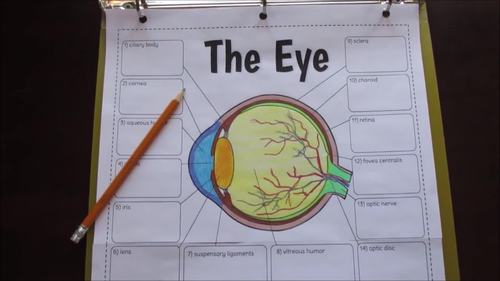 eye foldable big foldable for interactive notebooks or binders