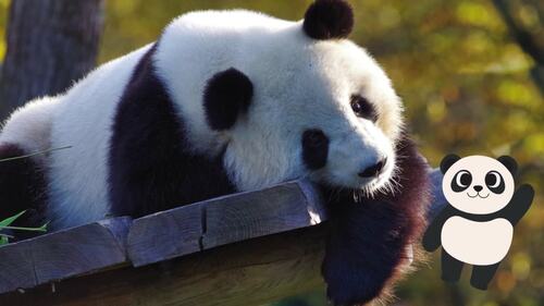 Preview of Panda Song for Kids | Educational Animal Video with Real Panda Photos