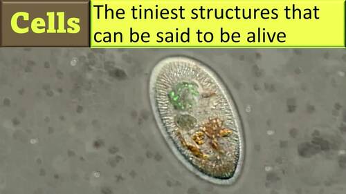 Biology Cells Structure and Function 6-Lesson PowerPoint (& more!) Bundle