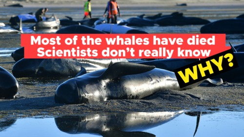 Why Do Whales Get Stranded on a Beach and Die? by Clarify Educator Edition