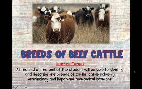 Breeds Of Beef Cattle Powerpoint By Ag Ed Tips And Tricks Tpt