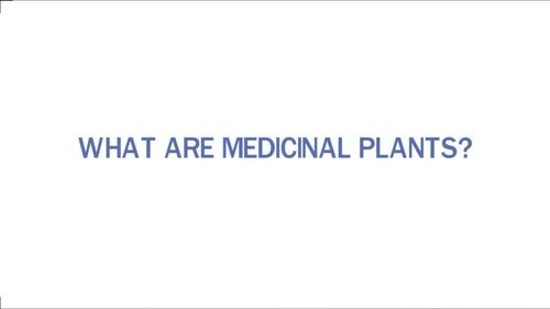 Medicinal Plants | Video Lesson, Handout, Worksheets | Environment & Earth