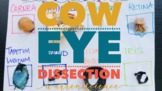 Cow Eye Dissection Video Tutorial and Lab Worksheet