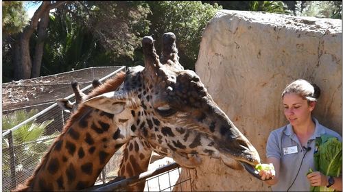 Preview of Animal Chat: Giraffe Edition