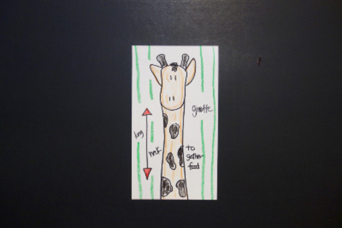 Preview of Let's Draw Animal Adaptations!   (The Giraffe)