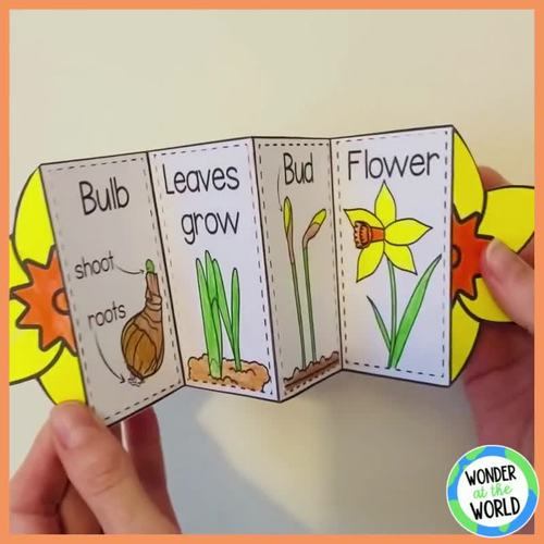 Life cycle of a daffodil plant foldable sequencing activity TpT