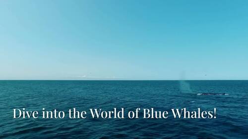 Preview of Dive into Blue Whales!