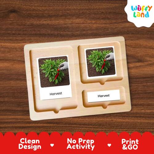 Chili Pepper LifeCycle Flashcards Montessori 3 Part Cards Science ...