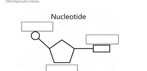 Biology DNA Replication Online Interactive Learning Module Guided Notes