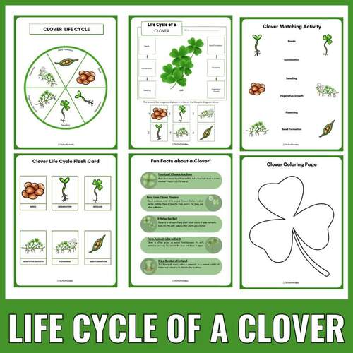 Shamrock Clover Life Cycle: St. Patrick’s Day Plant Science Unit Study ...
