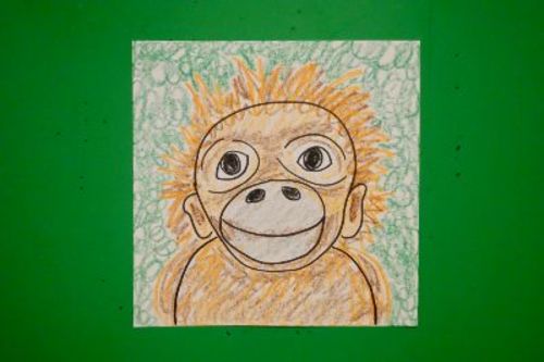 Preview of Let's Draw an Endangered Baby Orangutan!
