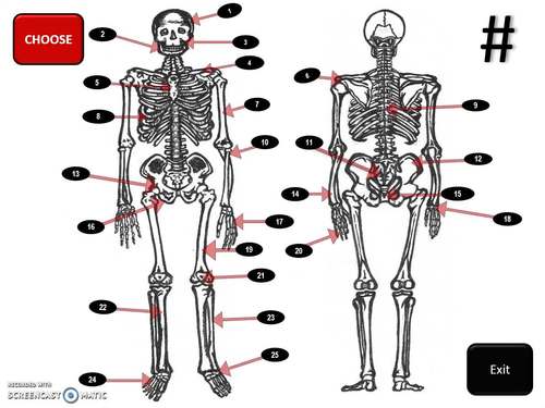 Skeletal System BINGO! by The Purposeful Pedagogy | TPT