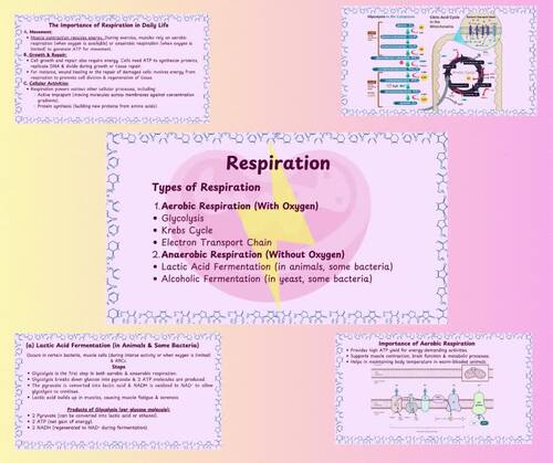 Biology: Respiration notes by Biochemistry by Noor | TPT
