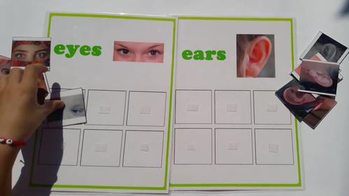 Body Parts Picture Cards Posters Activities Worksheets with Visuals Set 2