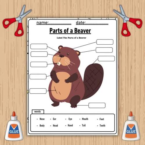 Parts of a Beaver | Science Activity | Label & Color Worksheet for Kids ...