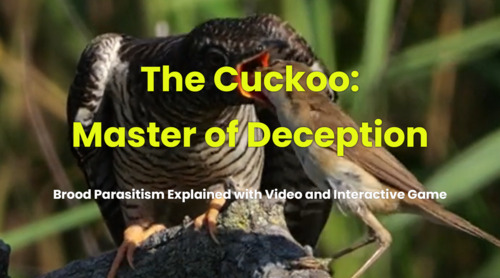 Preview of The Cuckoo and Brood Parasitism – Video + Interactive Game