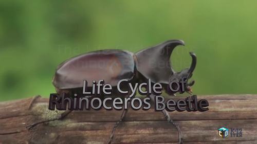 Preview of Life cycle of rhinoceros beetle - High quality HD animation video for eLearning