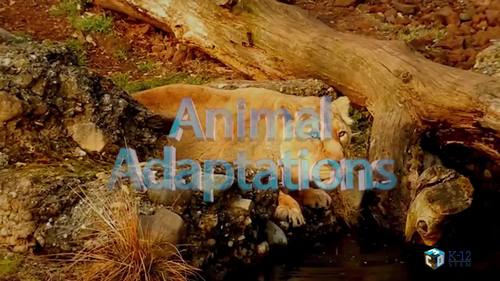 Preview of Animal adaptations - Interesting animated video for Distance Learning