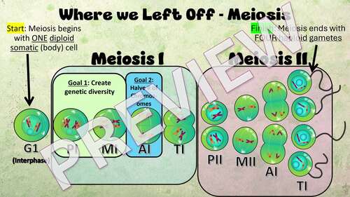 Embryonic Development, Stem Cells, and Differentiation Lesson Bundle