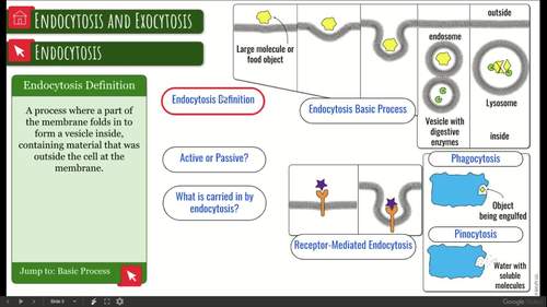 Endocytosis And Exocytosis Interactive Diagram By Science With Mrs Lau