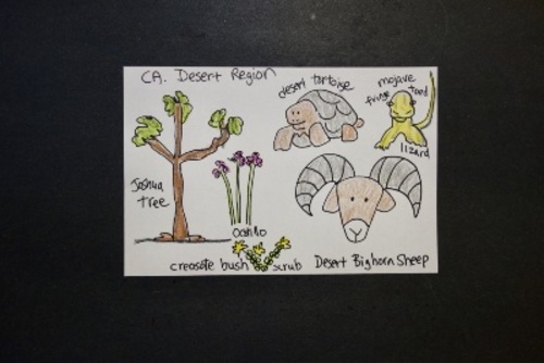Preview of Let's Draw CA Region - Desert - Plants & Animals!