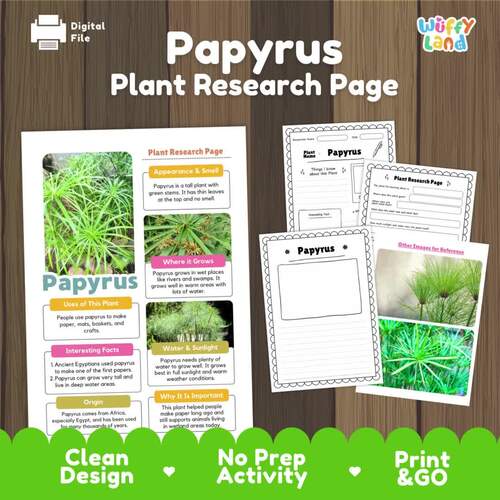 Papyrus Life Cycle Plant Research 3 Part Cards Real Images Science Bundle