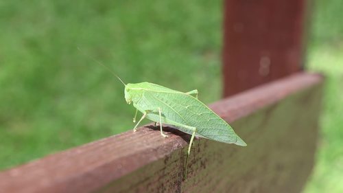 Preview of Leaf Bug Katydid Microcentrum rhombifolium video example science insects