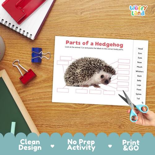 Parts of a Hedgehog Anatomy Poster | Animal Labeling Activity | Science ...